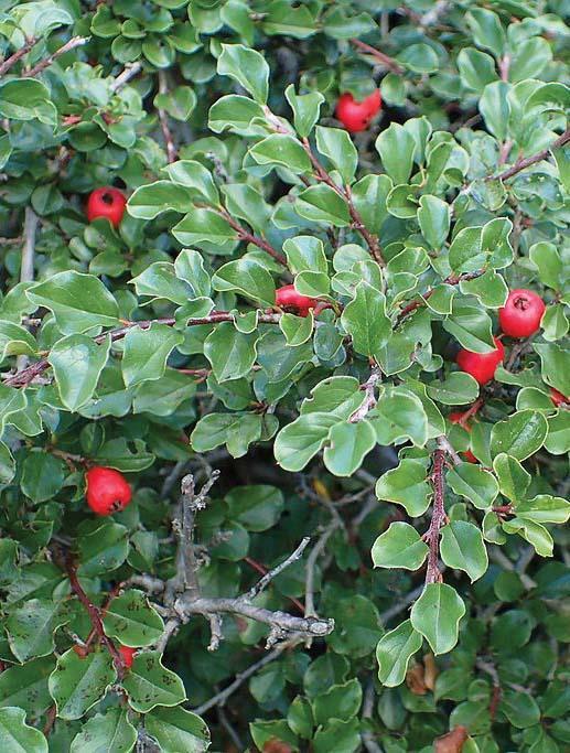 small tight green leaves and red berries