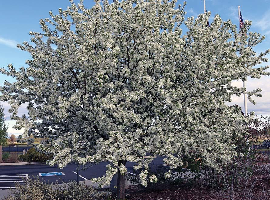 bushy tree covered with small white spring flowers