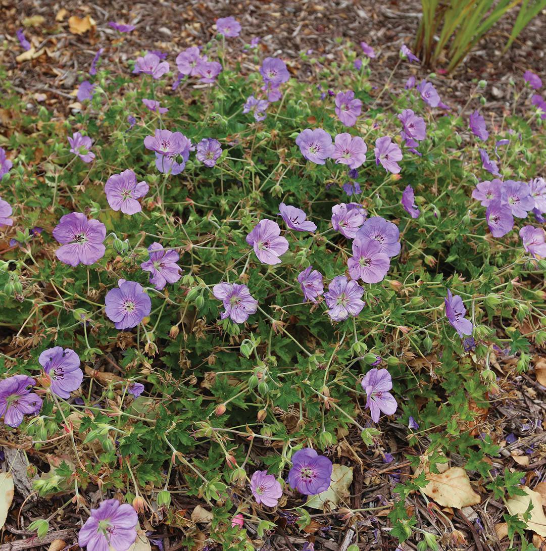 Lilac-colored flowers on fernlike green foliage