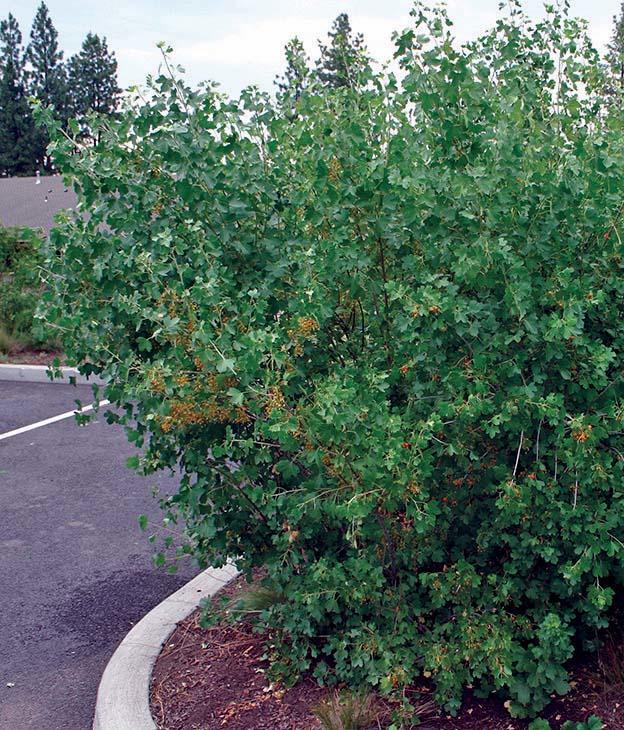 tall deciduous bush