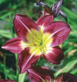 maroon star-shaped flower with yellow center