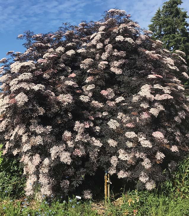 tall round bush with dark maroon foliage and white-pink flower clusters