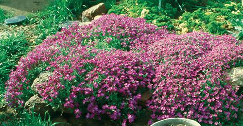 mounds of small pink flowers