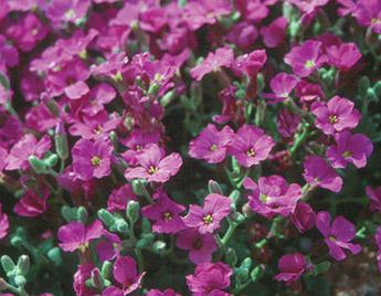 mass of small pink flowers and green leaves