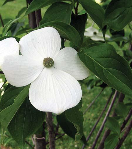 white flower with four round petals and green center, green oval leaf