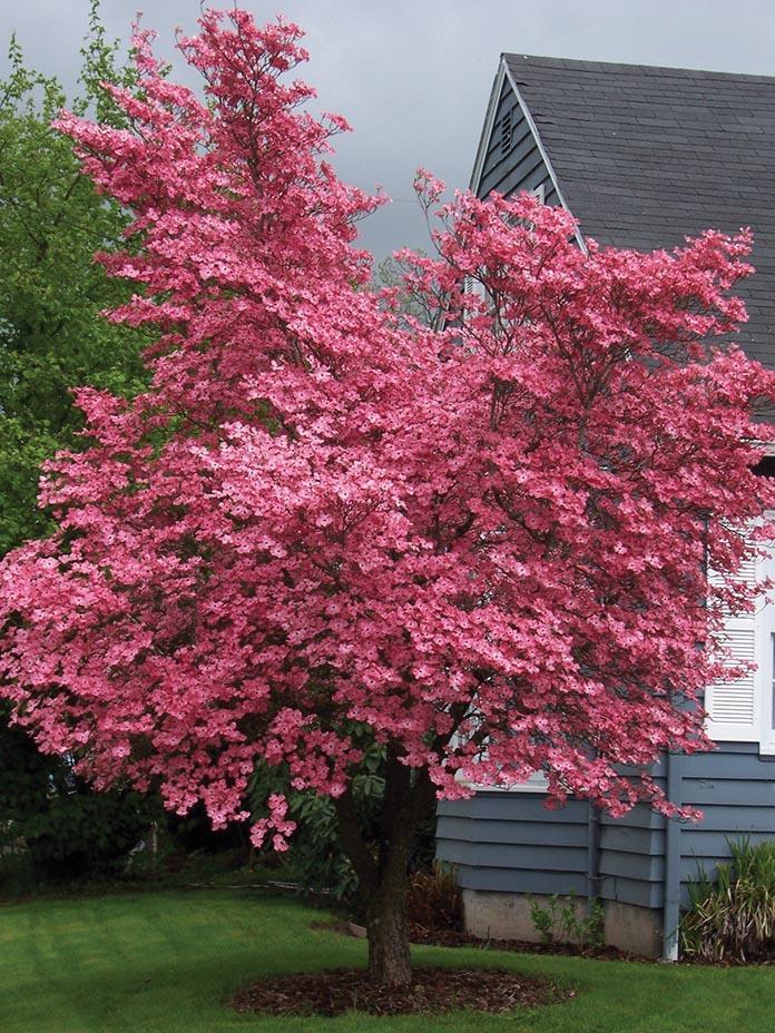 medium-sized tree with masses of bright pink flowers