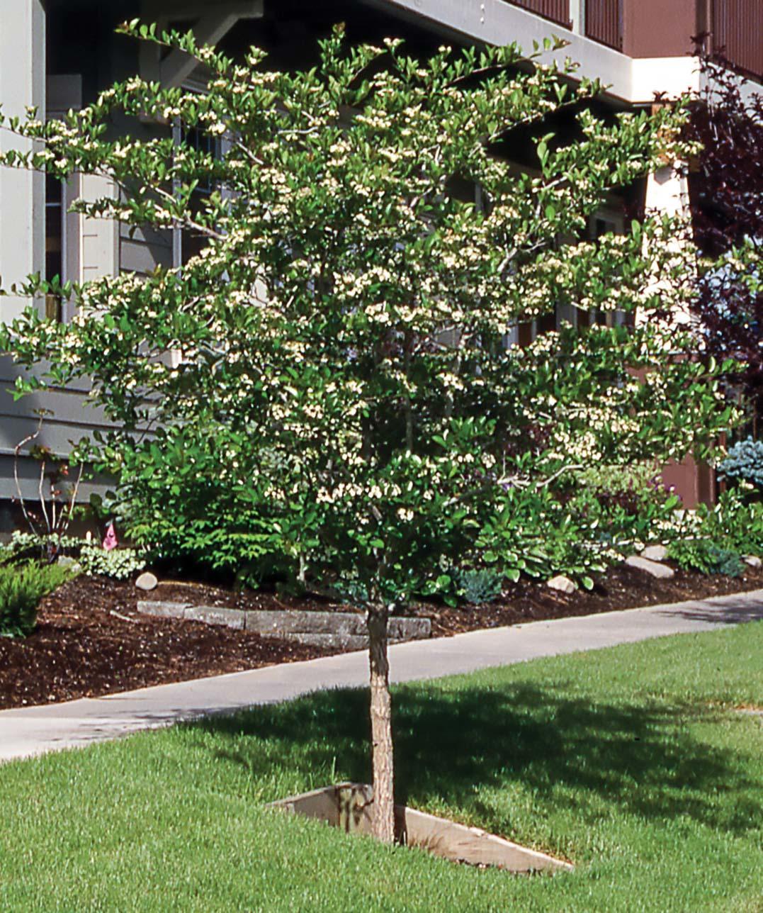 small tree with small white blossoms planted in lawn