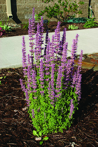 spiky lavender-colored flowers on green foliage