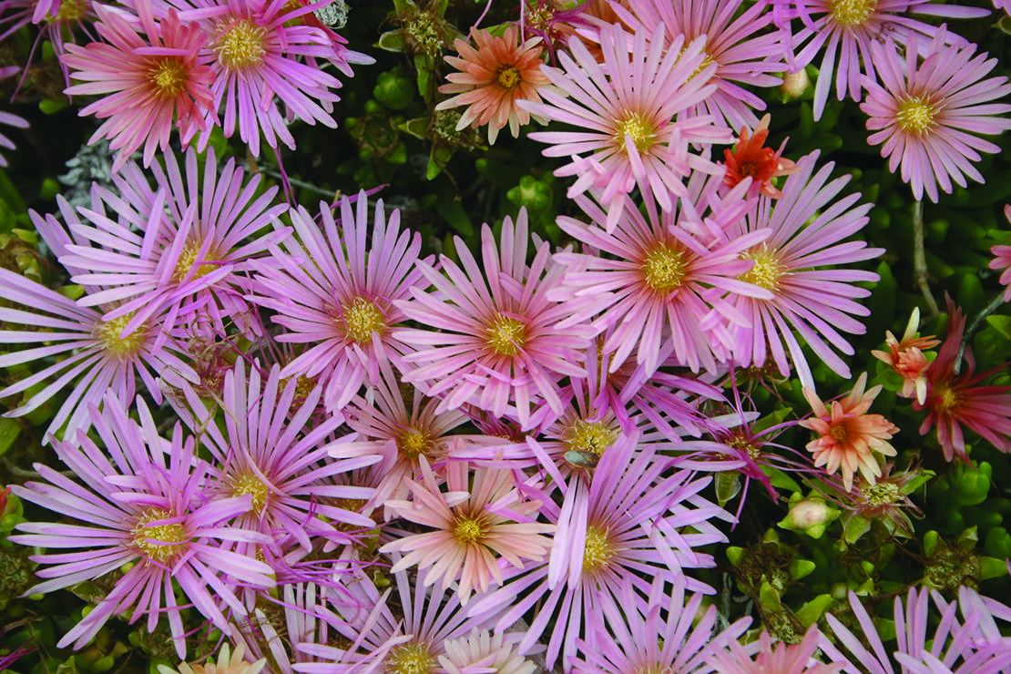 pink flowers with ray-shaped petals and yellow centers