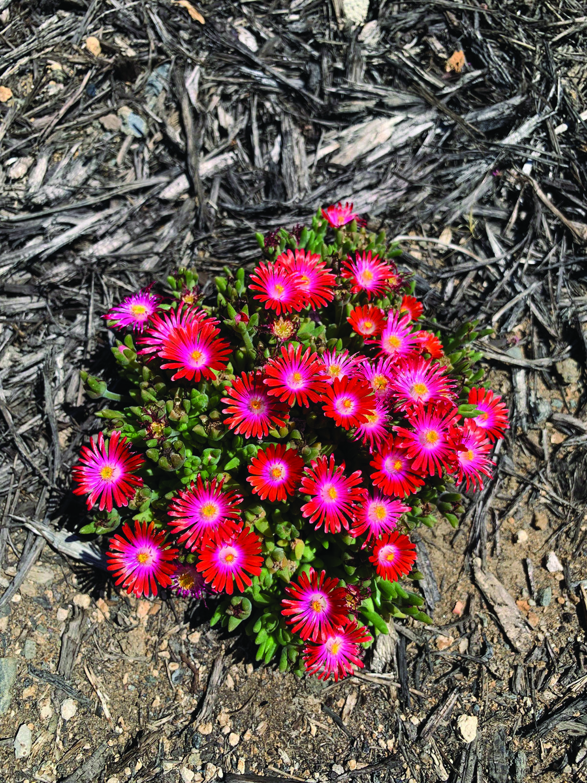 cluster of pink-red flowers with yellow centers on groundcover plant