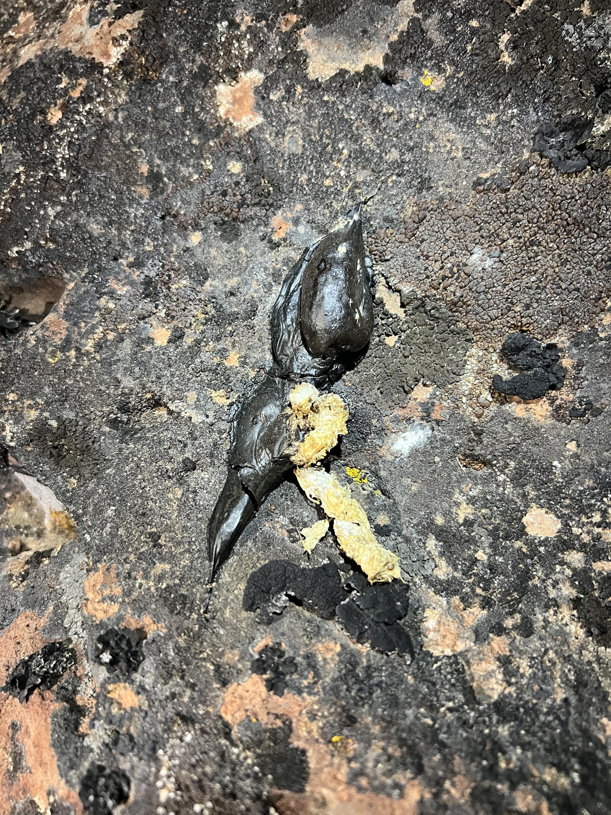 photo of tube shaped white and yellowish curved scat and oblong black tar like glob on a rock