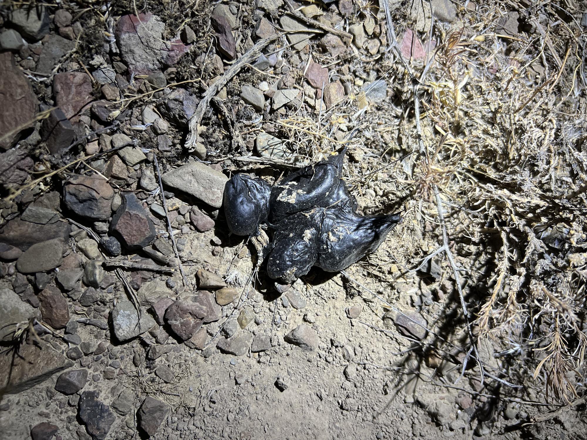 black tar-like glob on a rock