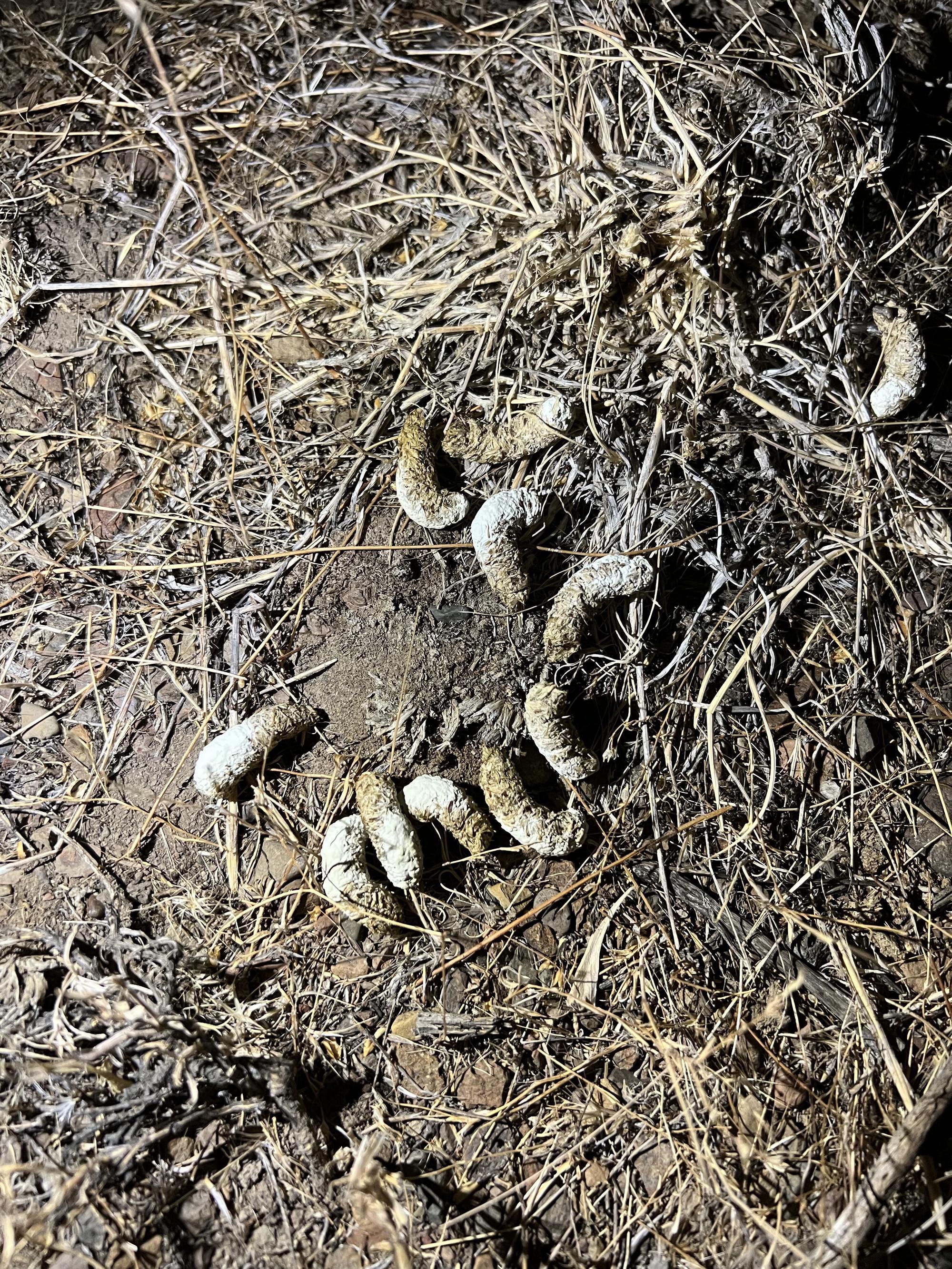 photo of tube shaped white and yellowish curved scat on the ground