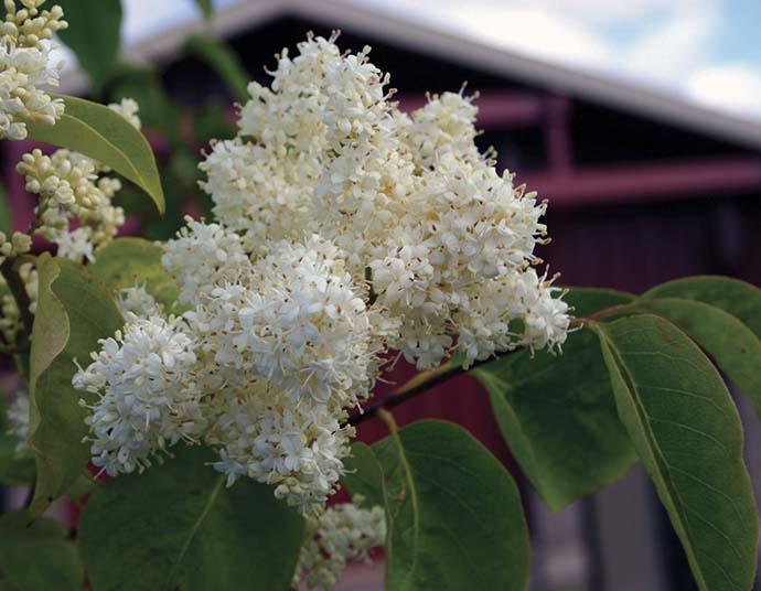 fluffy white flower clusters and green leaves with barn in background