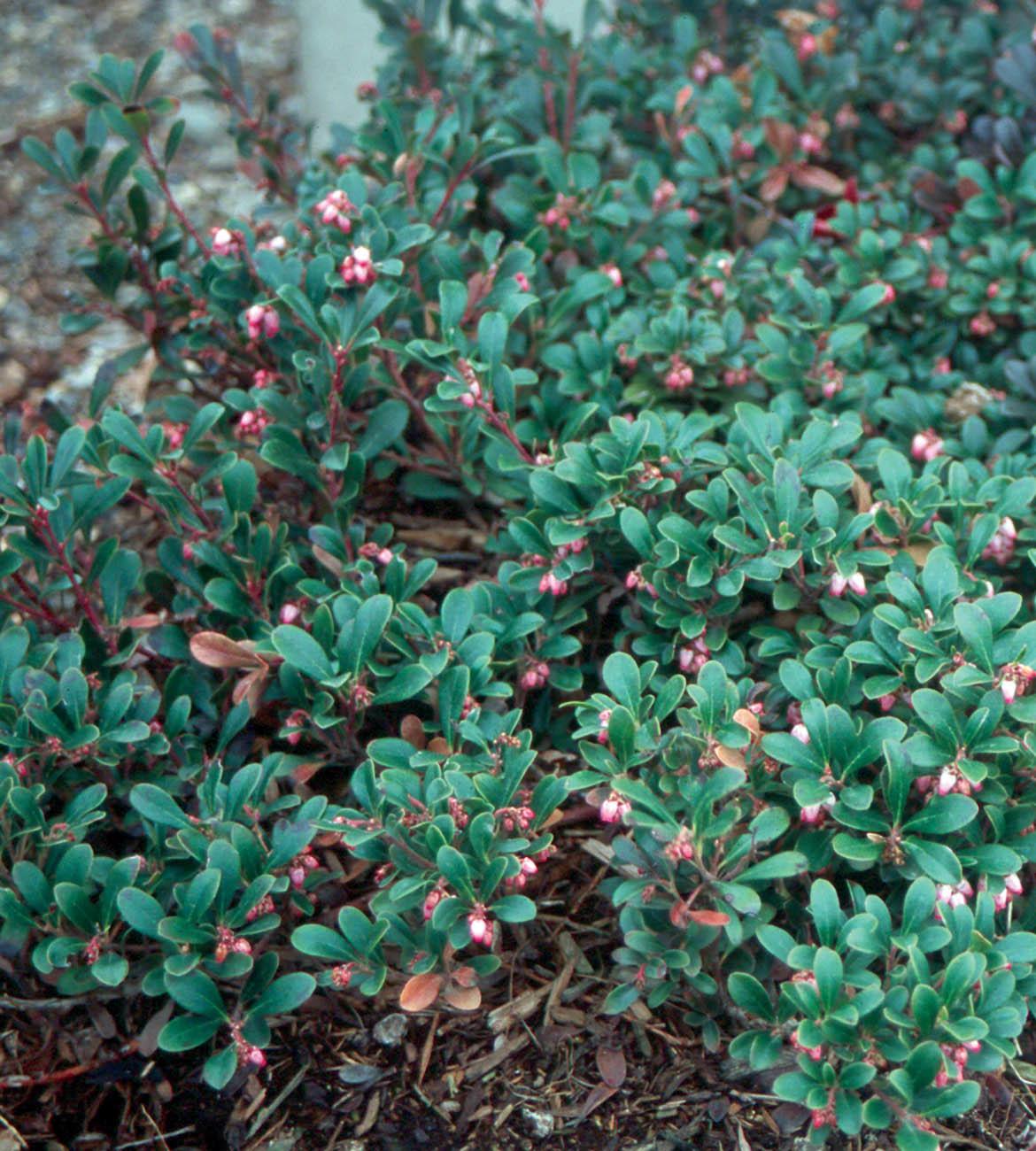dense green tangle of dark leaves and tiny pink cup-shaped flowers