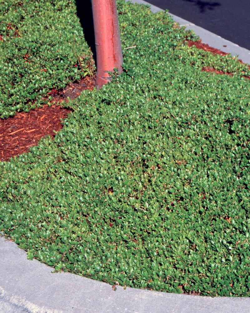 dense green mat of small leaves