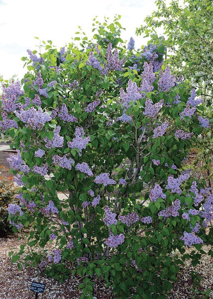 tall bush with clusters of lilac flowers