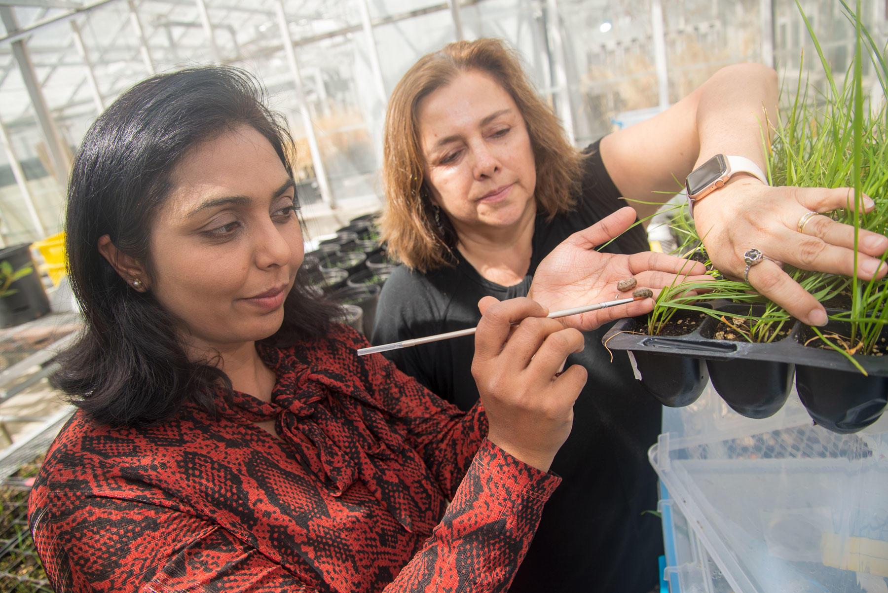 Navneet Kaur and Silvia Rondon are members of an OSU research team that's investigating alternatives to the pesticide chlorpyrifos, which is being phased out at the end of 2023.