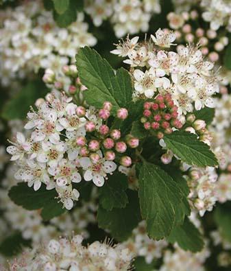cluster of small white flowers with pink centers and green leaves