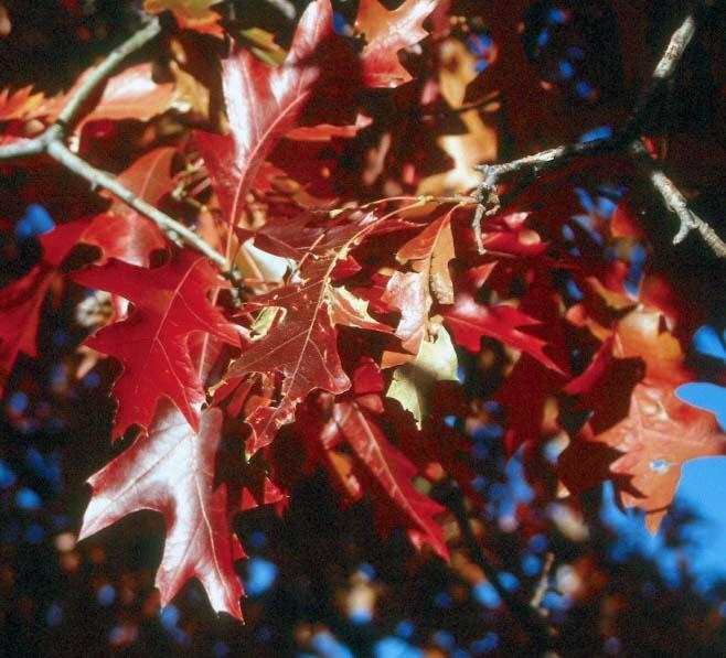 red leaves with deep pointed leaves