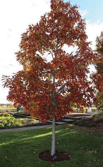 young tree with thin white trunk and red leaves