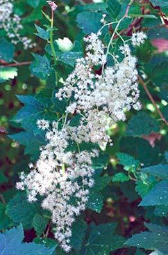 clusters of tiny creamy white flowers against dark green foliage