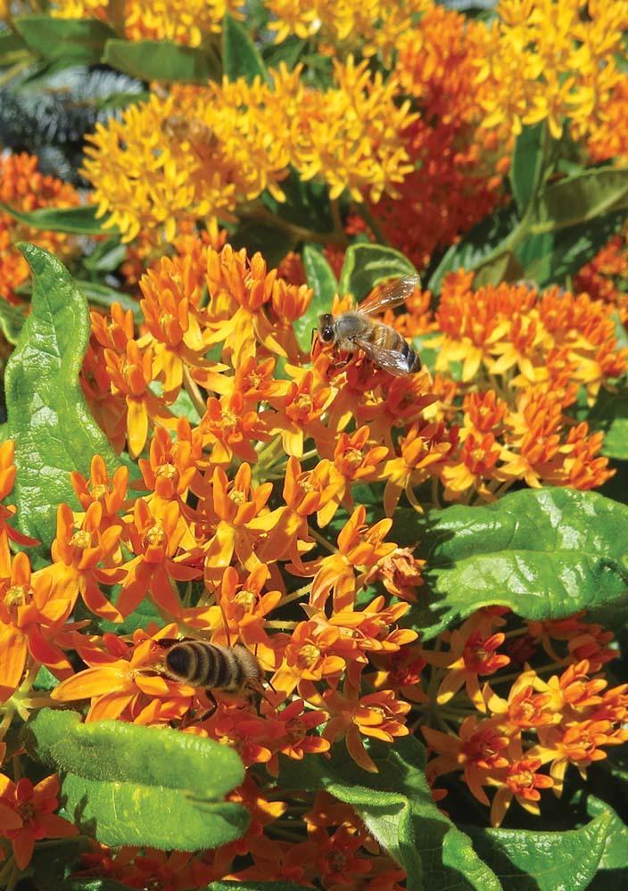 bees on orange flowers