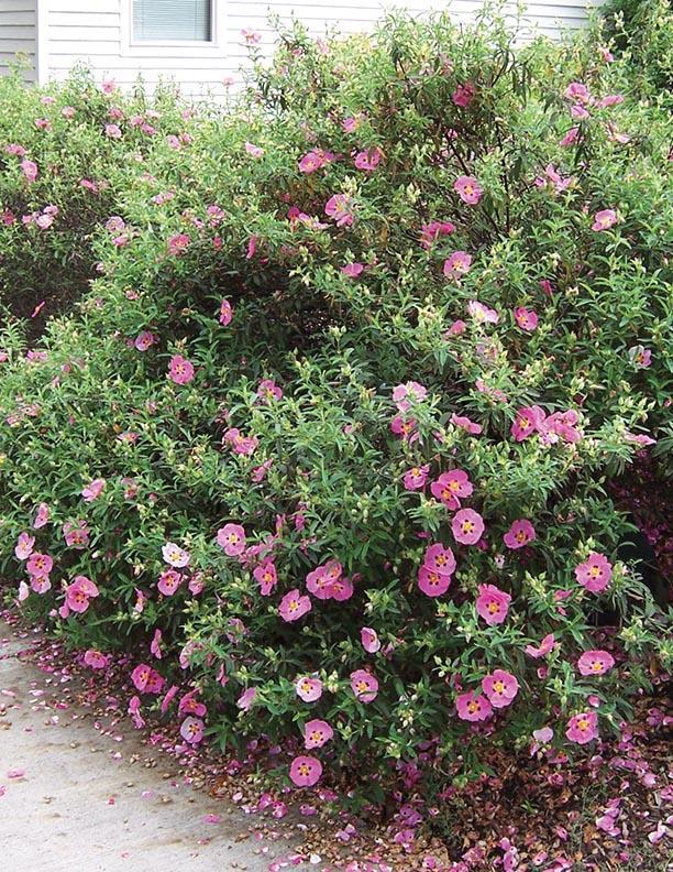 orchid rockrose bush with mass of green foliage and pink flowers