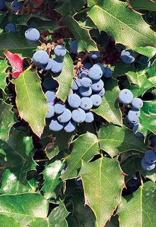 clusters of small purple berries against green leaves