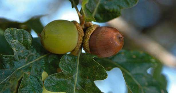 green and brown acorns arranged oppositely on twig