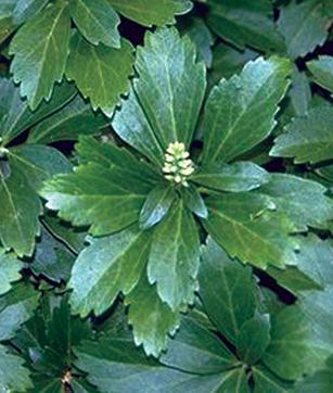 dark green leaves surround tiny white center