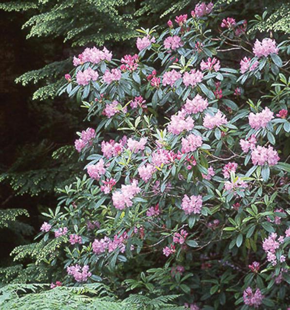 clusters of pink bell-shaped flowers against dark green leaves