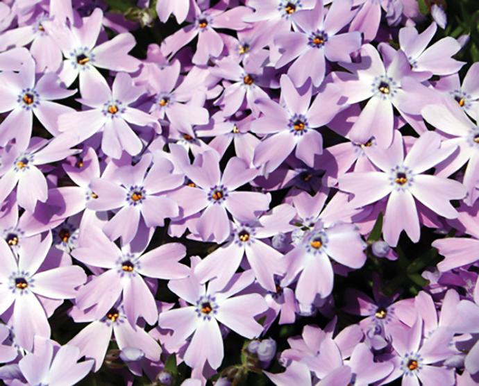 pale lilac star-shaped blooms with orange centers