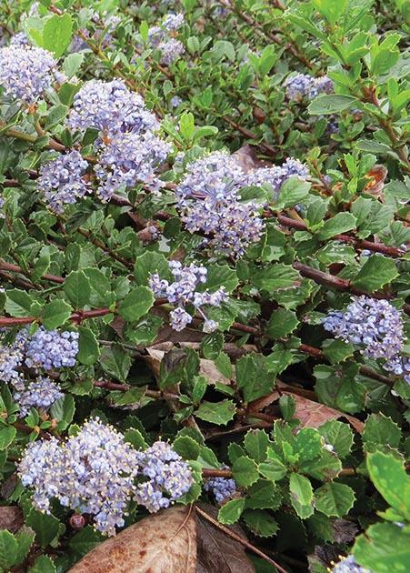 clusters of lilac blue flowers on tight green leaves