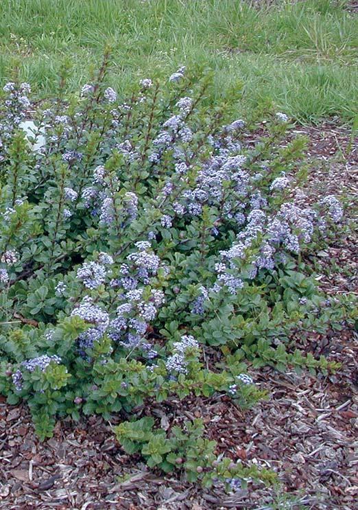 spreading green stems with small green leaves and clusters of purple flowers