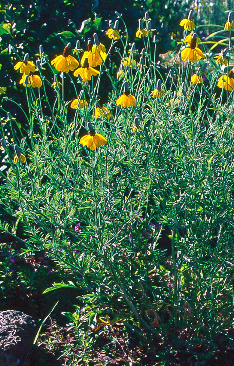 small yellow flowers with large brown centers atop fernlike foliage