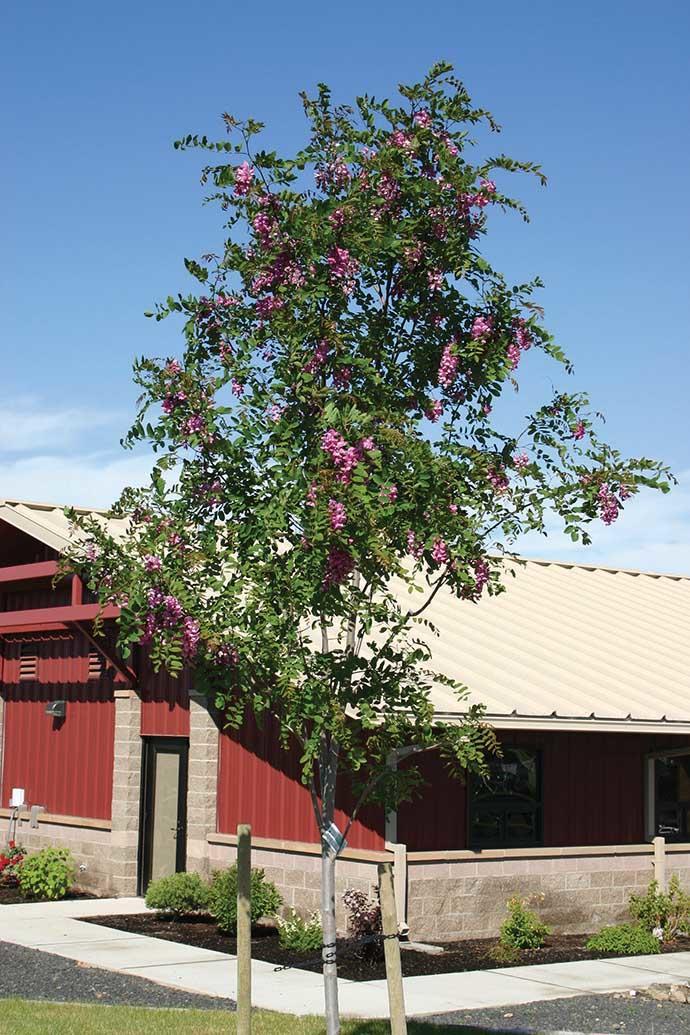 young tree with skinny trunk, green leaves and purple flower clusters. Staked near red barn.