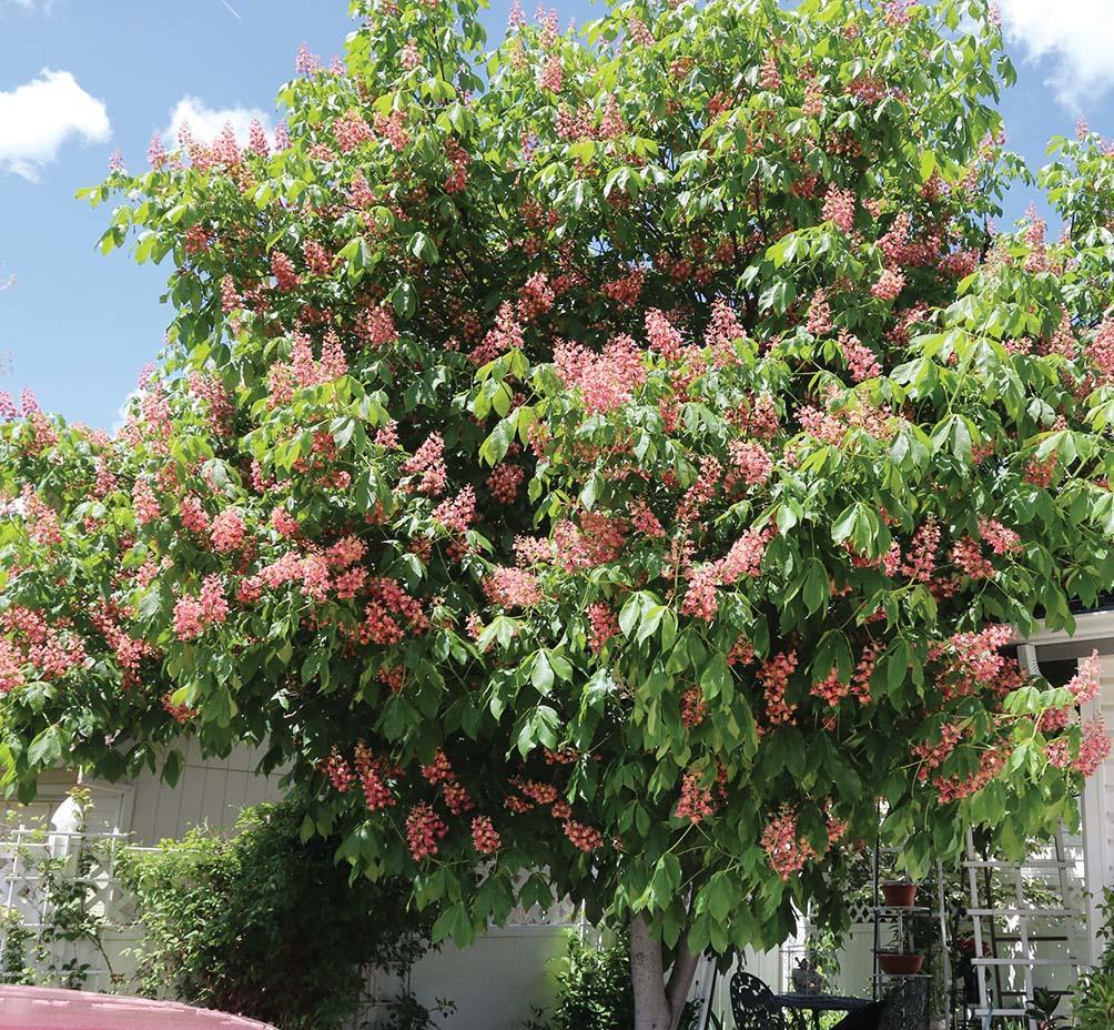 Wide deciduous tree with green leaves and pink flower clusters