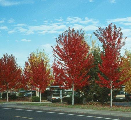 a row of 4 maple trees in red fall foliage