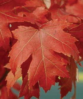 A red maple leaf