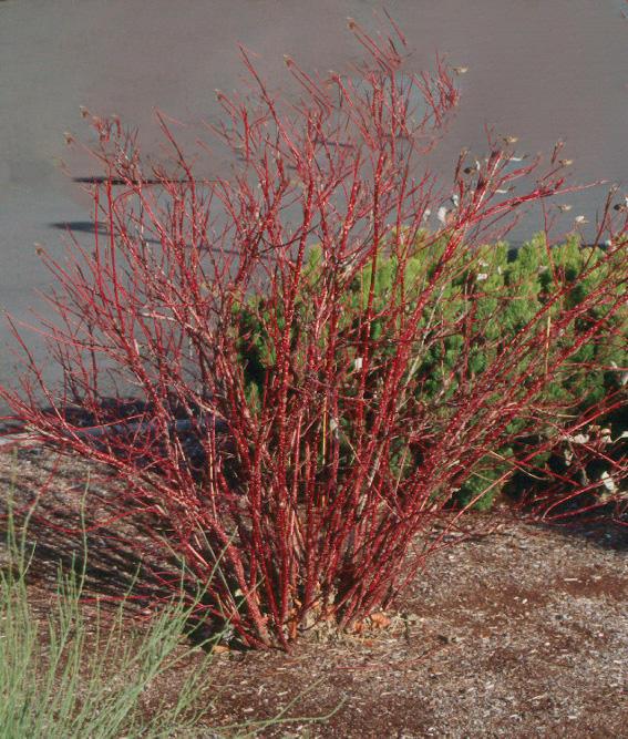 bare red stems of bush