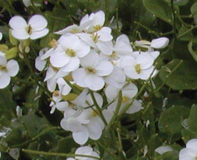 bunch of small white flowers with pale green centers
