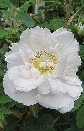 large white rose flower