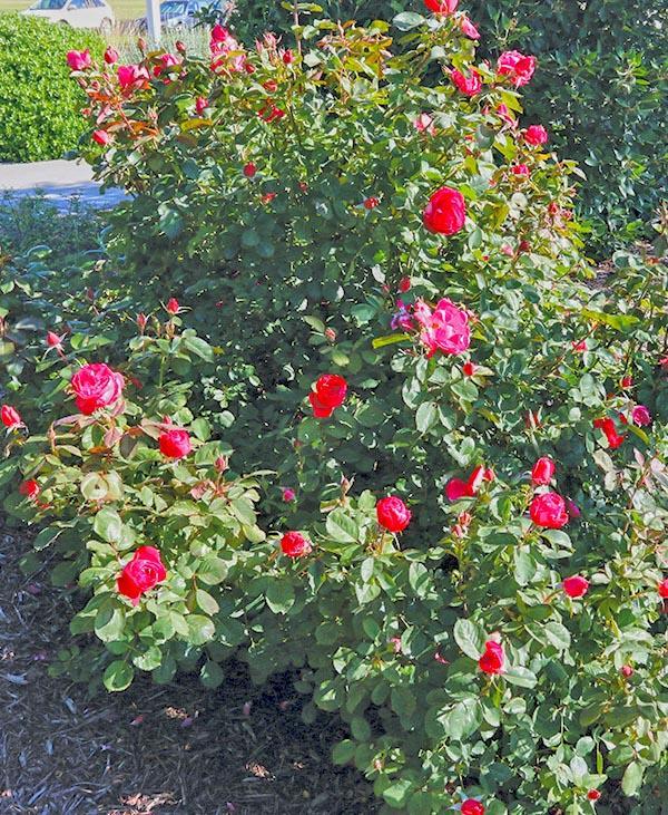 pink and red rose flowers on tall bush