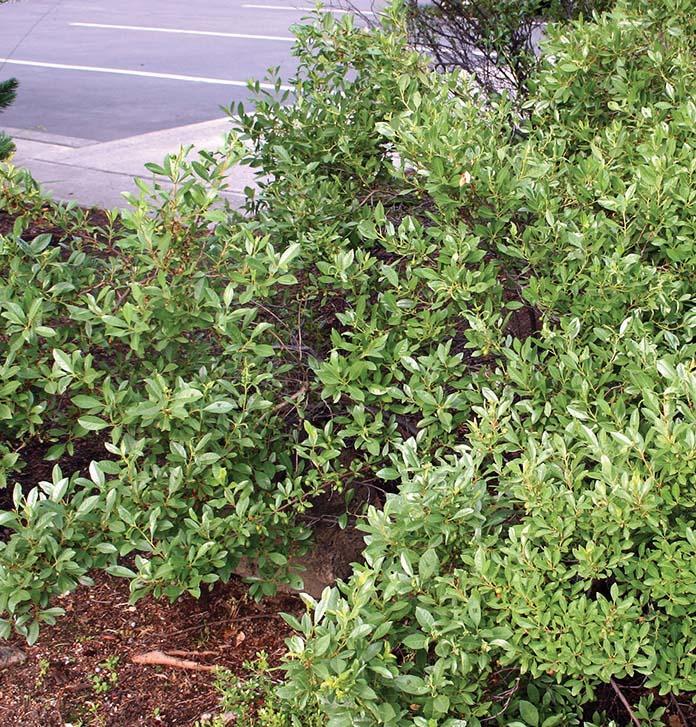 bushy shrub with small leaves