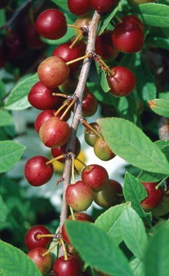 small reddish round fruit along a branch