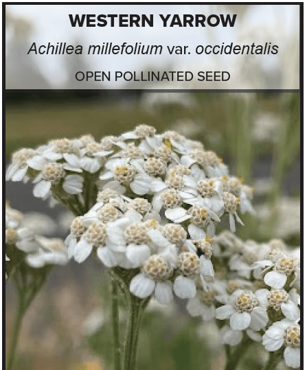 Western Yarrow Achillea millefolium var. occidentalis open pollinated seed
