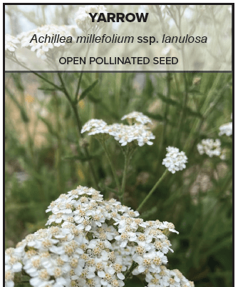 Yarrow Achillea millefolium ssp.lanulosa
