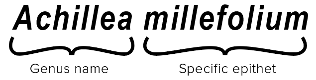 Achillea millefolium: the first part "Achillea" is the genus name and the second part "millefolium" is the specific epithet