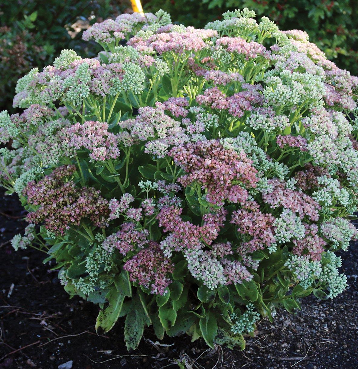 white and light pink composite flowers on light green foliage